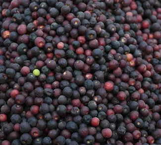 buy fresh falsa fruit in lahore from Kitchen Hand Online