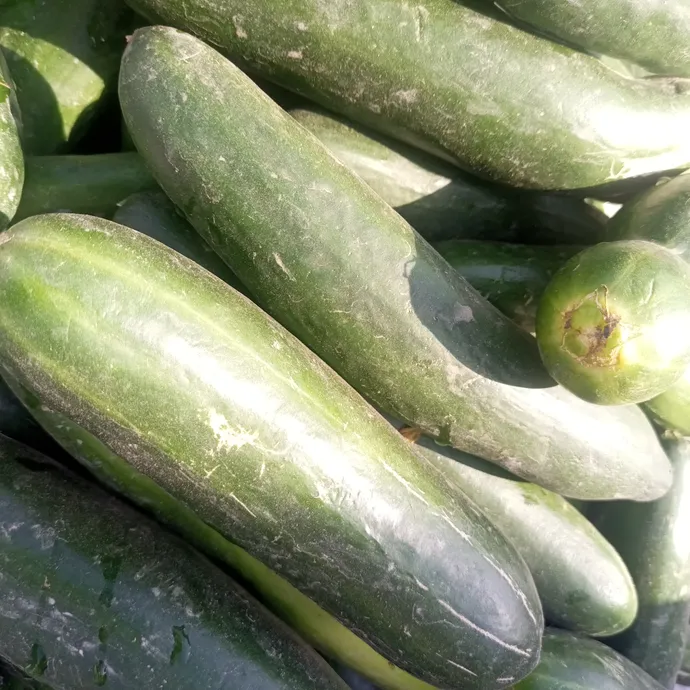 Cucumber or kheera in lahore