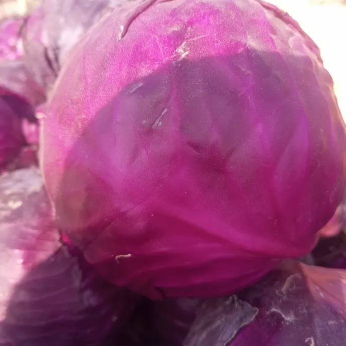 Purple Cabbage