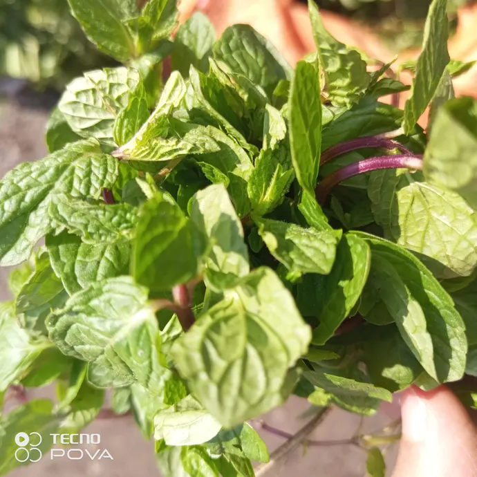 buy fresh mint leaves online in lahore