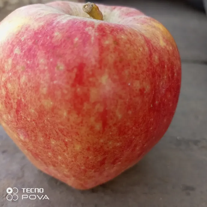 apple kala kullu medani from Kitchen Hand Online in Lahore