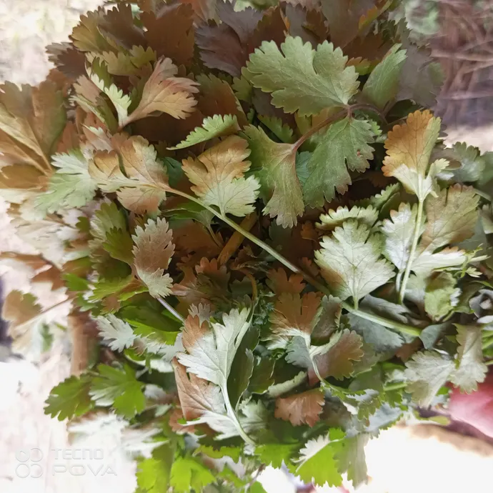 fresh coriander leaves in lahore