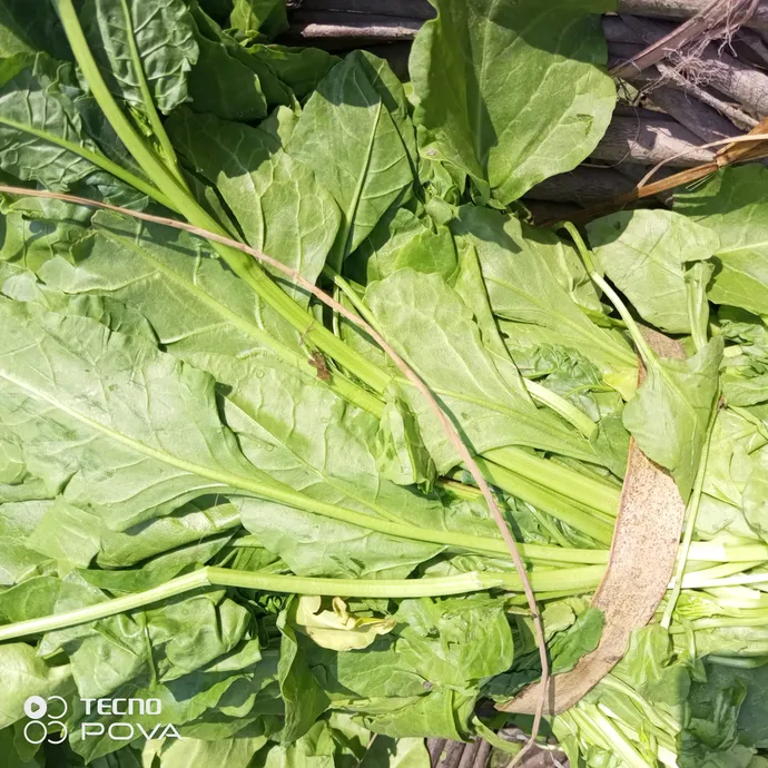 buy fresh spinach leaves online in lahore