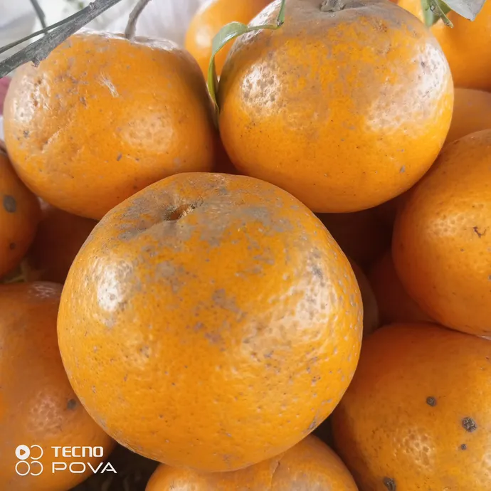 kinnow fruit in lahore from Kitchen Hand Online