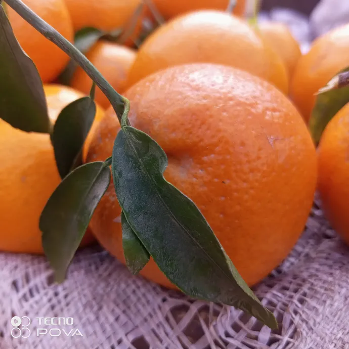 orange fruit in lahore