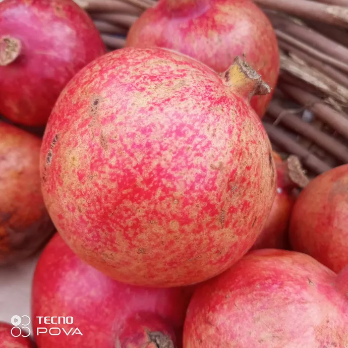 Pomegranate (Kandhari)