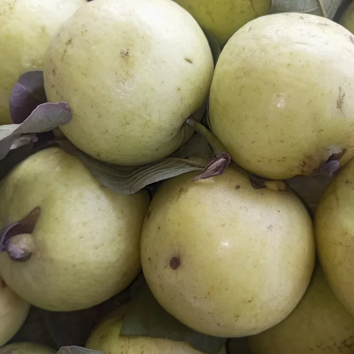 guava in lahore from Kitchen Hand Online