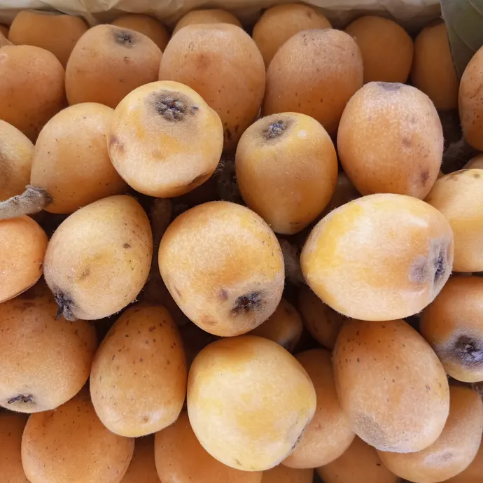 loquat fruit in lahore