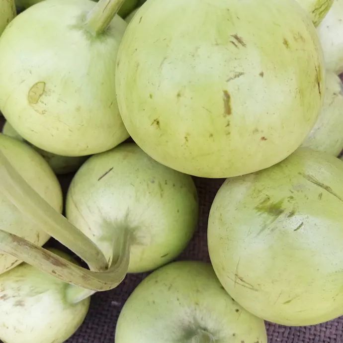 bottle gourd or kadu at Kitchen Hand Online in Lahore