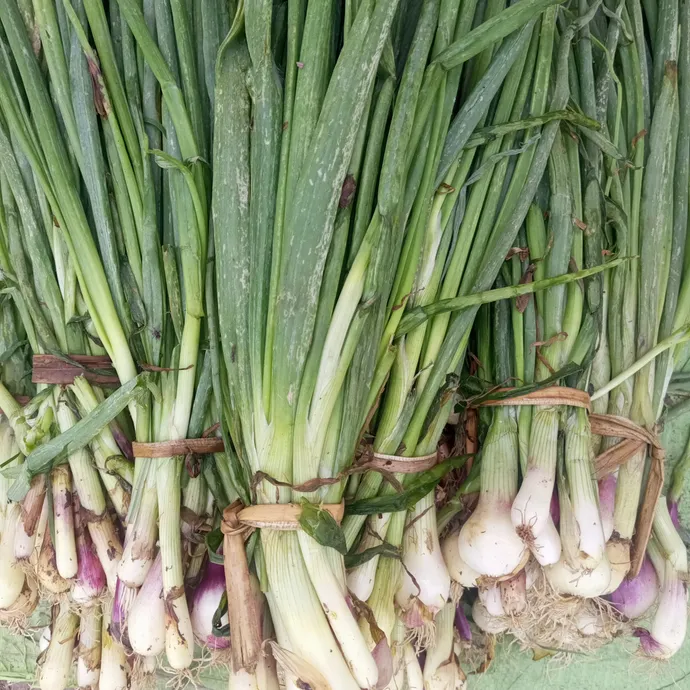 buy green onion in lahore