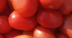 buy online fresh tomato in lahore