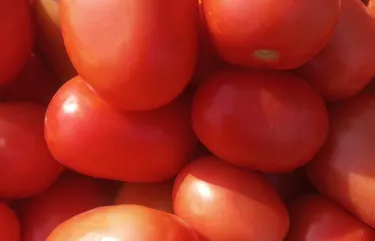 buy online fresh tomato in lahore