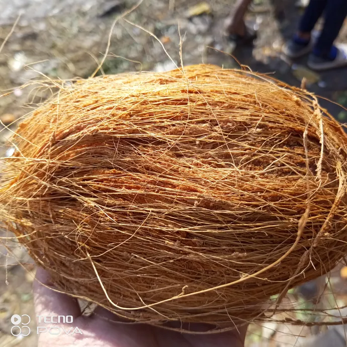 coconut in lahore from Kitchen Hand Online