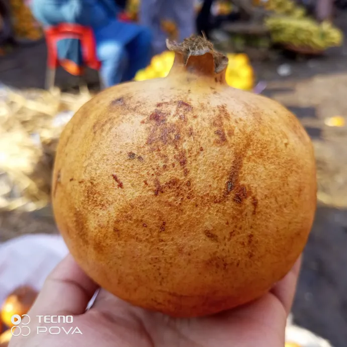 Pomegranate Desi