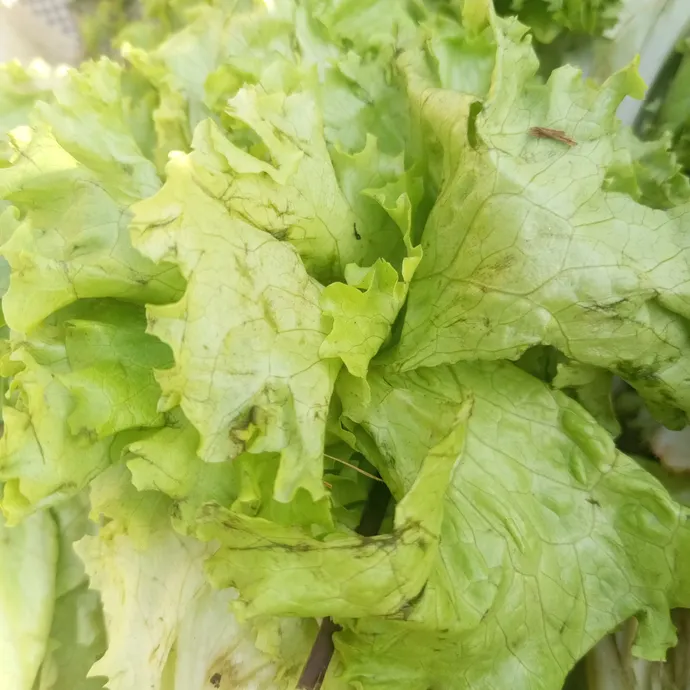 lettuce or salad patta in lahore