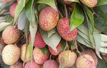 buy online lychee fruit in lahore