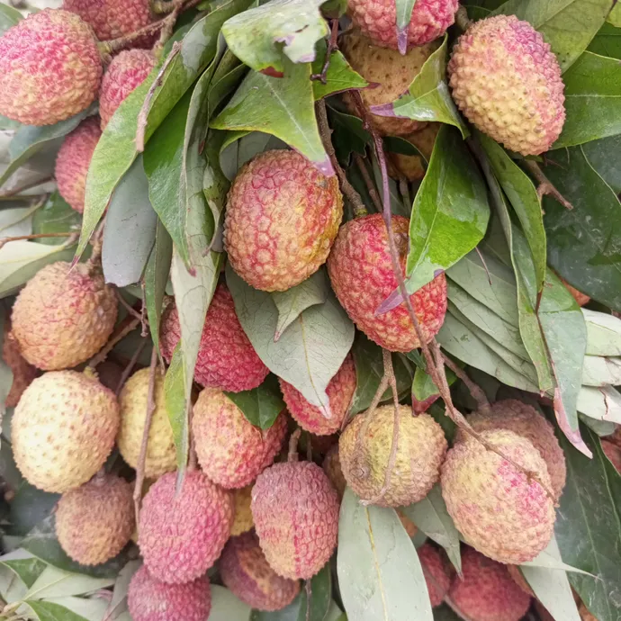 buy online lychee fruit in lahore